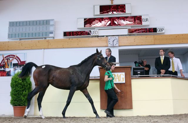 Die Topsellerin 2013 bei der Jährlings-Auktion der BBAG im Ring: Lot 68, Salwina. www.galoppfoto.de - Frank Sorge