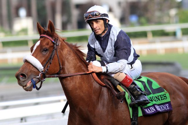 Main Sequence mit John Velazquez nach dem Erfolg im Breeders' Cup Turf. www.galoppfoto.de - Petr Guth