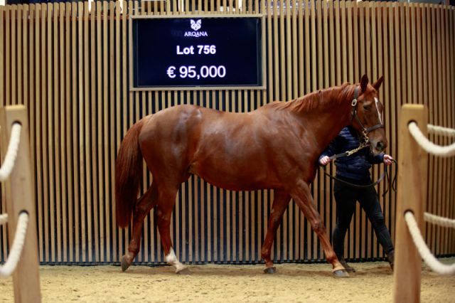 Marche Nuptial im Ring. Foto: Zuzanna Lupa/Arqana