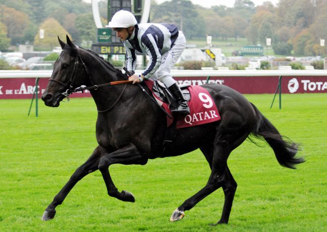 Ein Bild von einem Pferd: Maxios mit Stephane Pasquier beim Aufgalopp in Longchamp. galoppfoto.de Frank Sorge