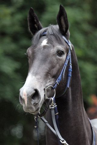 Die It's Gino-Tochter Bondi aus dem Münchener Trainingsquartier von Jutta Mayer hat eine Nennung für den Prix Penelope, Gr. III, in Saint-Cloud. www.galoppfoto.de - Sebastian Höger