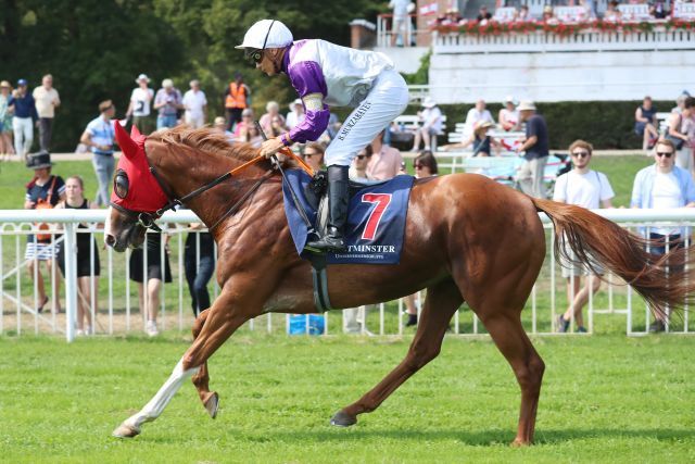 Nerik beim Aufgalopp in Hoppegarten. www.galoppfoto.de