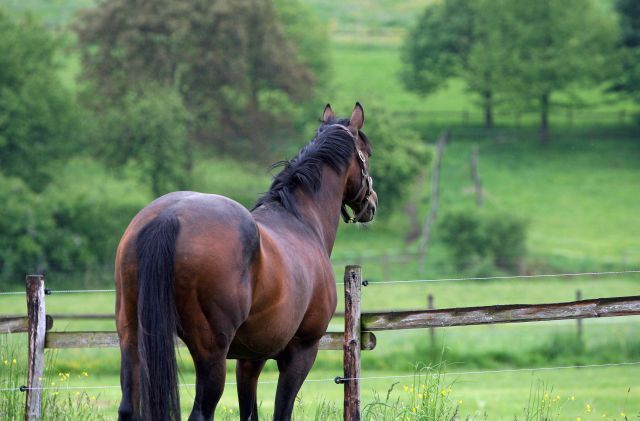 Nimmt Abschied aus dem Odenwald - Stallion Sholokhov. www.galoppfoto.de - Frank Sorge