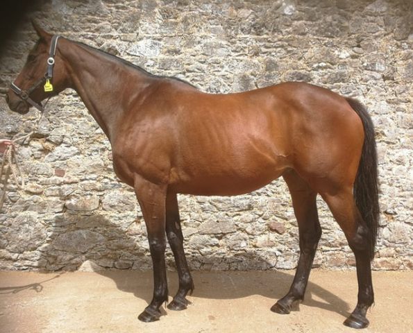 Nina Celebre in einer aktuellen Aufnahme im Castletown Stud in Irland. Foto: privat