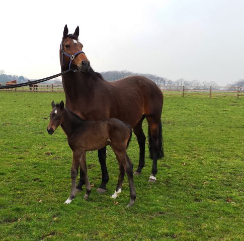 Im Gestüt Hof Ittlingen kam dieses Scalo-Fohlen aus der All About Love zur Welt. Foto: privat