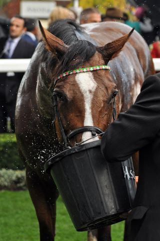 Noble Mission nach seinem Sieg in den Champion Stakes. www.galoppfoto.de - John James Clark