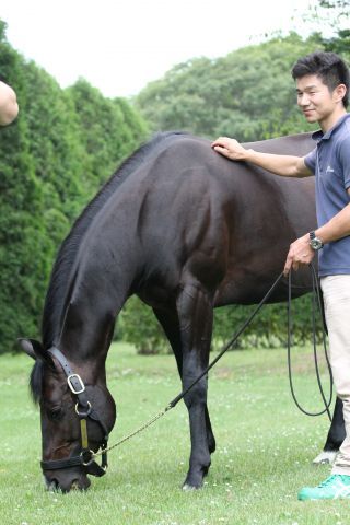 Macht einen sehr entspannten Eindruck: Novellist mit seinem Pfleger Nada Sakoda in Shadai Stallion Station. Foto: Claudia von der Recke