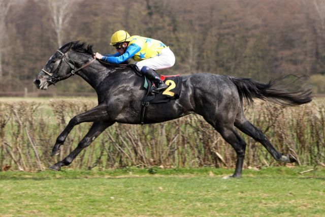 Hatte in Hoppegarten nur eine vergleichsweise einfache Aufgabe zu lösen: Nuntius mit Jozef Bojko zum Sieg. www.galoppfoto.de - Sabine Brose