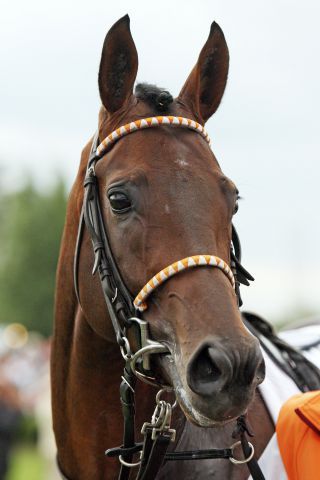 Der dreimalige Gr. I-Sieger Pastorius startet seine Deckhengstkarriere 2014 im Gestüt Fährhof. www.galoppfoto.de - Sabine Brose