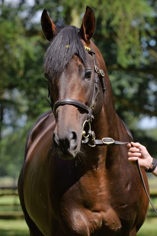 Pastorius - hier noch auf dem Fährhof - ist im Haras de la Hetraie im Einsatz. www.galoppfoto.de - Jimmy Clark