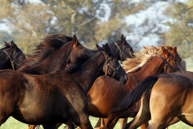 Nach dem Urteil des Hessischen Gerichtshofs ist die Pferdesteuer grundsätzlich rechtens, jedenfalls für Freizeit- und Schulpferde für den Reitunterricht www.galoppfoto.de - Frank Sorge
