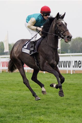 Pristina beim Aufgalopp mit Eugen Frank 2012 in Hannover. www.galoppfoto.de - Sabine Brose