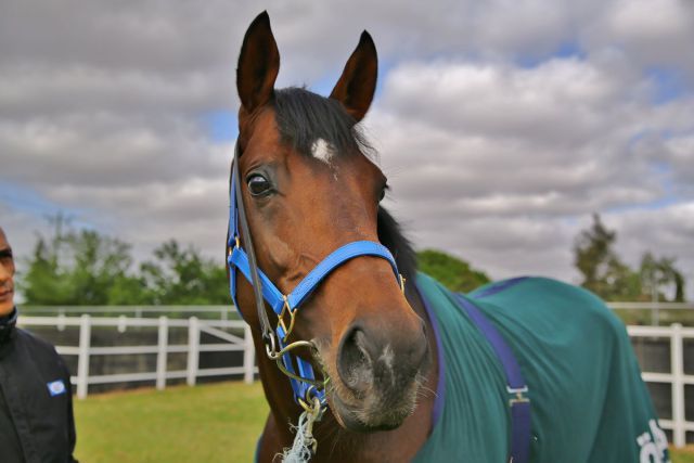 Protectionist in Melbourne. www.rennstall-woehler.de - Susanne Wöhler