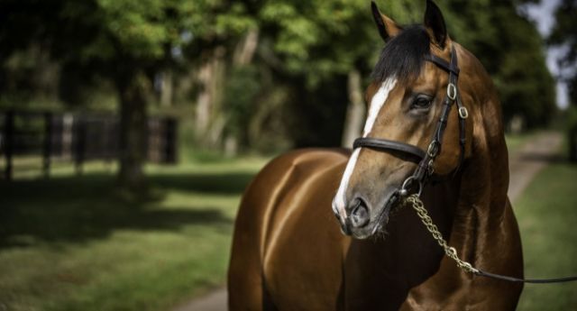 Rajasinghe. Foto: courtesy by National Stud