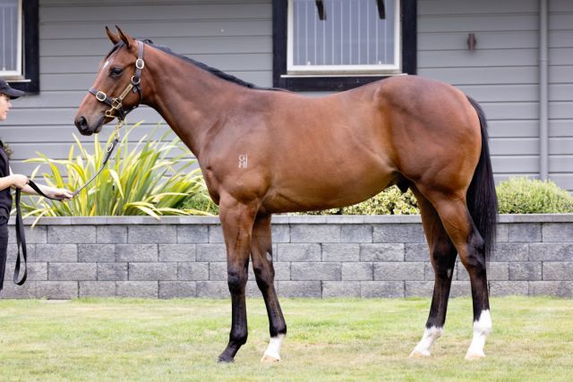 Für 340.000 NZ-Dollar ging dieser Reliable Man-Hengst an den Hong Kong Jockey Club. Foto: NZB