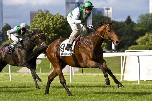 Die Derbyhoffnung Sea The Moon (Sea The Stars) für das Gestüt Görlsdorf hatte mit dem Frankfurter Kurs so seine Probleme und gewann trotzdem leicht mit zwei Längen mit Andreas Helfenbein im Sattel. Foto: ®byRicardaPiotrowski