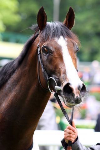 Sea Moon in Royal Ascot. www.galoppfoto.de - Frank Sorge