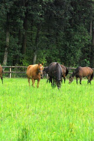 Die Wittekindshofer Jährlingsstuten bleiben auf der Koppel, nur die Hengste gehen zur Auktion. www.dequia.de