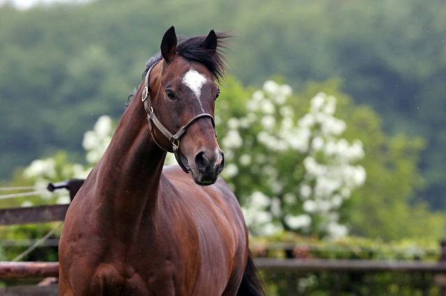 Sholokhov war in 2012 der meistbeschäftigte Stallion in Deutschland, er wechselte nach Irland. www.galoppfoto.de - Frank Sorge