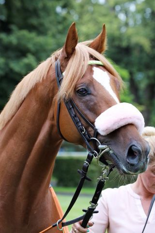 Sisfahan, winner of the German Derby 2021. www.galoppfoto.de - Sandra Scherning