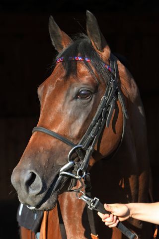 Läuft in Meydan ums große Geld: Stall Domstadts Ross. www.galoppfoto.de - Sabine Brose