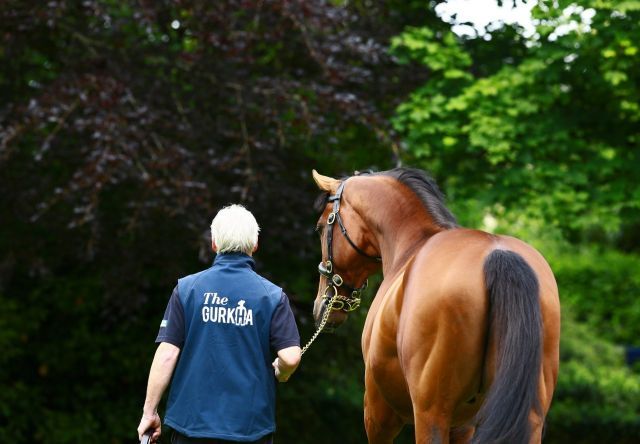 The Gurkha. Foto: courtesy by Coolmore