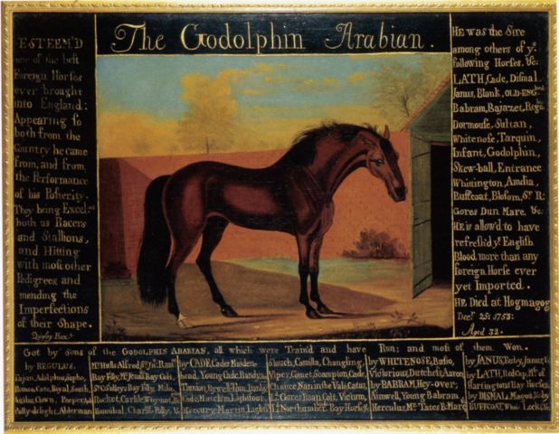 The Godolphin Arabian. Quelle: Westfälisches Pferdemuseum