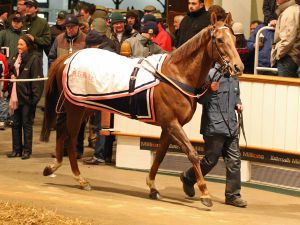 Gestüt Röttgens Wild Choco war mit 985.000 guineas die Topsellerin am 3. Auktionstag. www.tattersalls.com