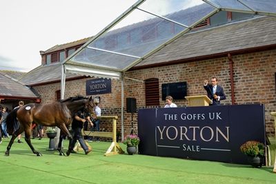 Der Isfahan-Sohn im Auktionsring. Foto: Goffs