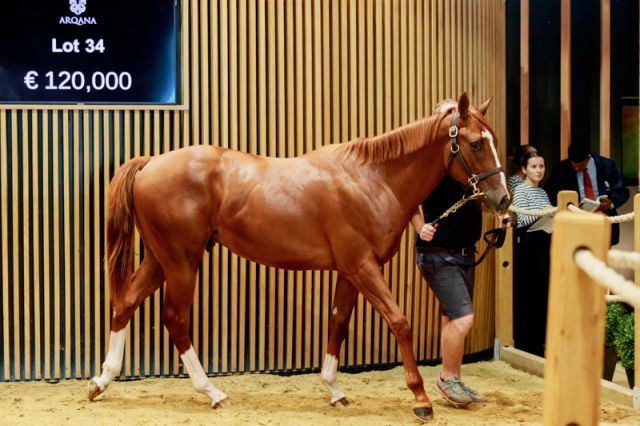 Der einzige "Sechsstellige" bei Arqana war dieser Toronado-Sohn. Foto: Zuzanna Lupa/Arqana