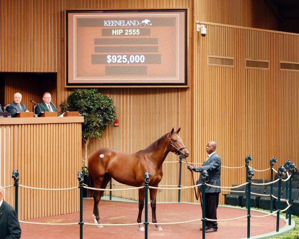 Ein hoher Preis für einen Twirling Candy-Hengst in "Book 4". Foto: Keeneland