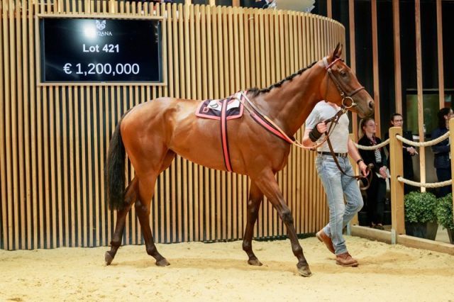 Txope wurde für 1,2 Millionen Euro verkauft. Foto: Arqana/Zuzanna Lupa