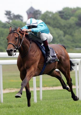 Mit Andreas Helfenbein St. Leger-Sieger, jetzt wurde Val Mondo für €70.000 bei Arqana verkauft. www.galoppfoto.de