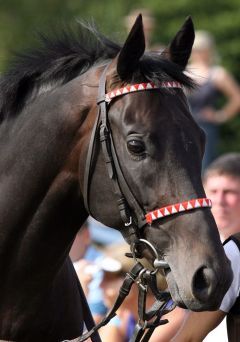 Der Ittlinger Scalo ist das am höchsten eingeschätzte deutsche Pferd in der Weltrangliste der Galopper. www.galoppfoto.de