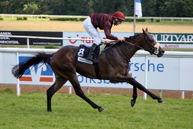 Winning King  mit Stephan Hellyn legt in Hannover seine Maidenschaft ab. www.galoppfoto.de - Frank Sorge