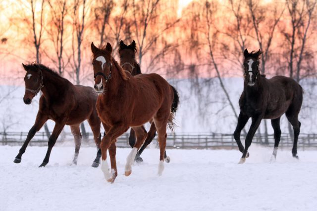 Die Pferde tragen Winterfell. www.galoppfoto.de