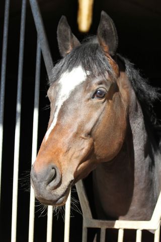 St. Leger-Favorit Araldo im Porträt