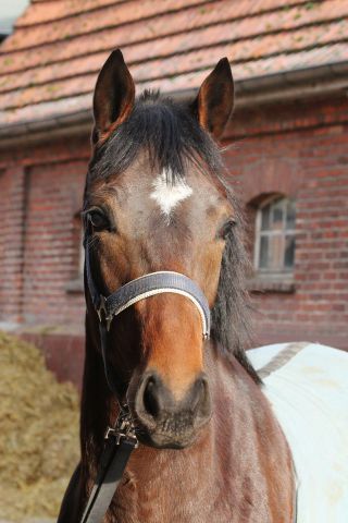 Ein Jugendporträt der "Winterkönigin" Swordhalf, die am Sonntag im Hoppegartener Diana-Trial ihr Saisondebüt bestreitet Foto: www.rennstall-woehler.de