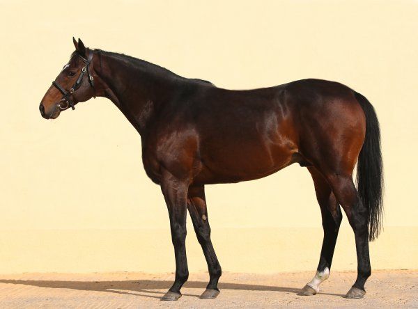 Zazou, in Tschechien ein durchaus gefragter Deckhengst. Foto: Darhorse