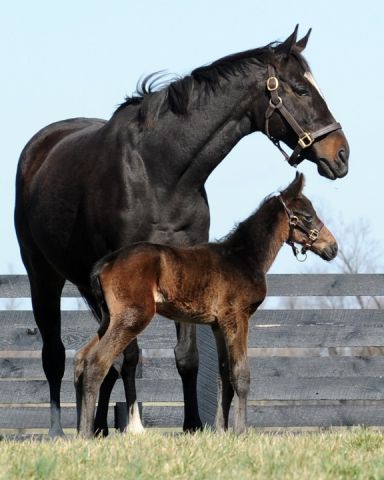 Zenyatta mit ihrem am 08.03.2012 geborenen Hengstfohlen von Bernadini. www.zenyatta.com