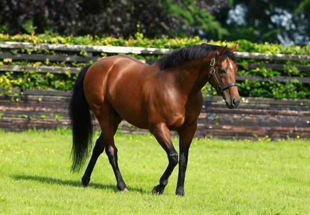 Zoffany. Foto: courtesy by Coolmore