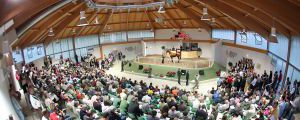 Die Baden-Badener Auktionsgesellschaft (BBAG) veranstaltet drei Auktionen im Jahr. Foto www.galoppfoto.de