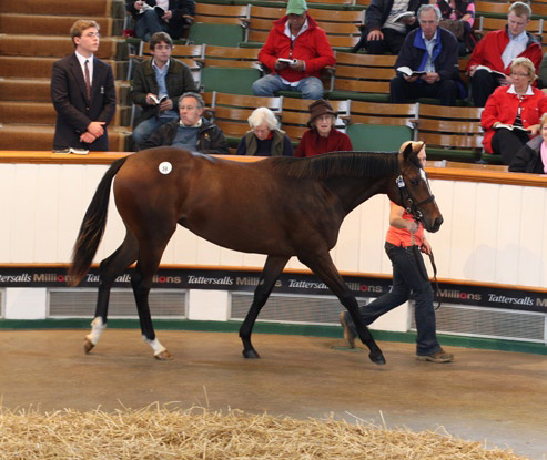 1,2 Millionen gns erlöste diese Galileo-Stute bei der Jährlings-Auktion 2010, war damit Topsellerin. www.tattersalls.com