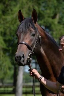 Weiß, wie man in Hamburg ein Derby gewinnt: Deckhengst Pastorius - jetzt läuft der "kleine" Bruder Parthenius. Foto: John James Clark