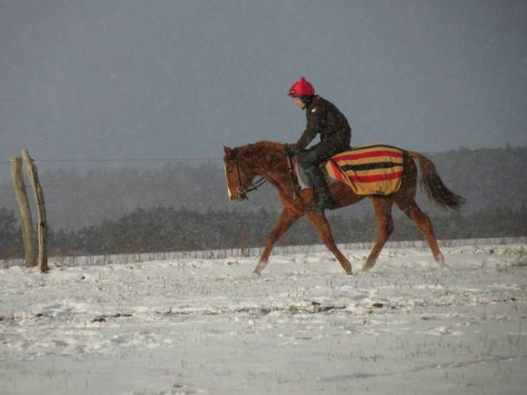 Aufgabe im Winter: Anreiten der jungen Pferde in Luckaitz. Foto: privat