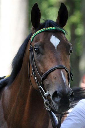 Iquitos ist der zweite Deutsche im Japan Cup. www.galoppfoto.de - WiebkeArt