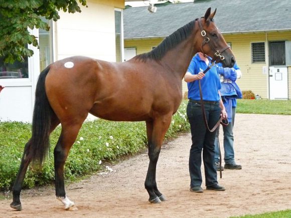 Salestopperin: Eine Stute von Dubawi - Elusive Flash für 320.000 €. Foto: Karina Strübbe