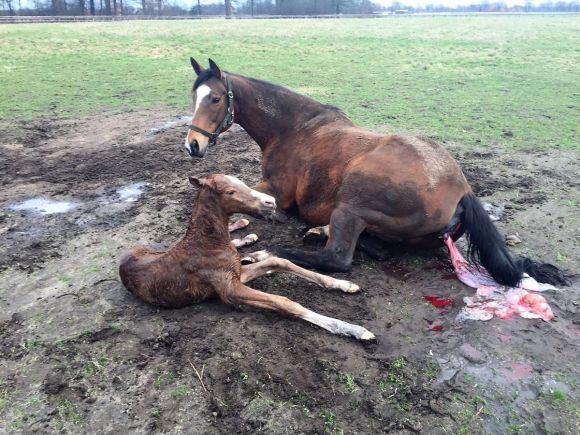 Überraschung in Warendorf bei Ferdinand Leve, der uns am Montagmorgen diesen Bericht zugesandt hat