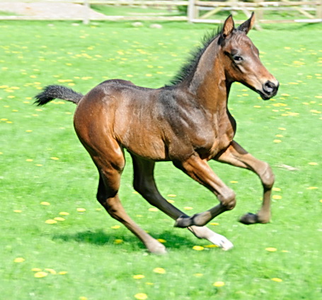 Protectionist in klein: Fast zu schnell für die Kamera präsentiert sich hier ein kleiner Paschberger Protectionist-Sohn. Die Mutter ist die Big-Shuffle Tochter Salonshuffle, die wahrscheinlich einige Arbeit hat, ihre flotten Nachwuchs bei sich zu halten - Foto: privat