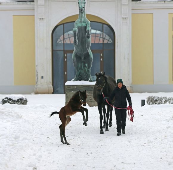 Was der kann...: kann ich schon lange scheint hier die Tai Chi-Tochter der Pakdasht (Medicean) für Züchter Lars Haase vor klassischer Kulisse im Gestüt Graditz zu denken - Foto: Gitta Martini